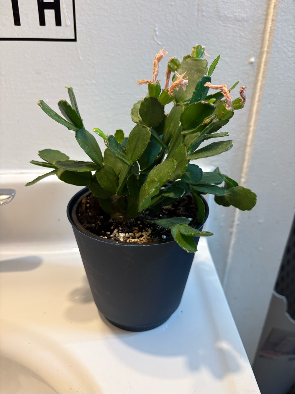Holiday Cactus